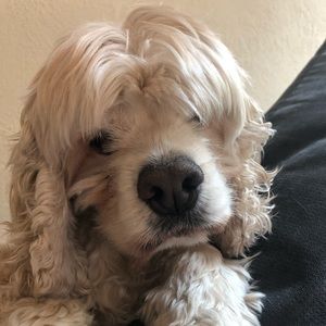 Meet your Posher, Elliot